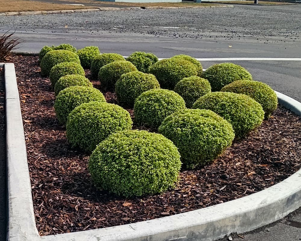 Shrub pruning and Commercial Property Maintenance Shrub pruning at a commercial property in Masterton by KC Gardening Services
